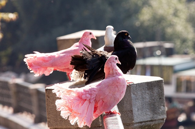 射贏得首粒 射贏得首粒